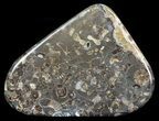 Polished Ammonite Fossil Slab - Marston Magna Marble #63851-1
